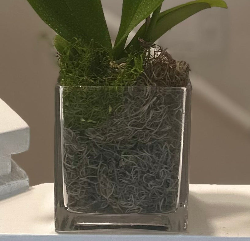 White Orchid Plant in Glass