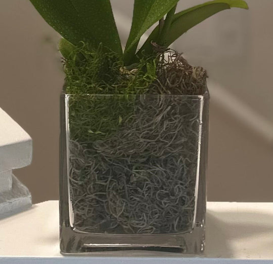 White Orchid Plant in Glass
