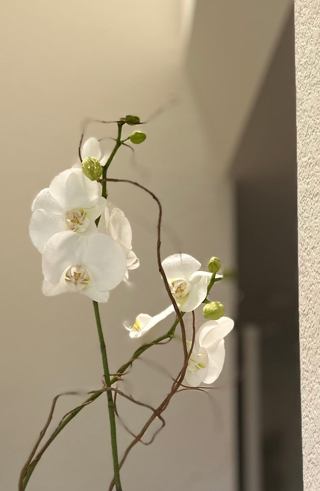 White Orchid Plant in Glass