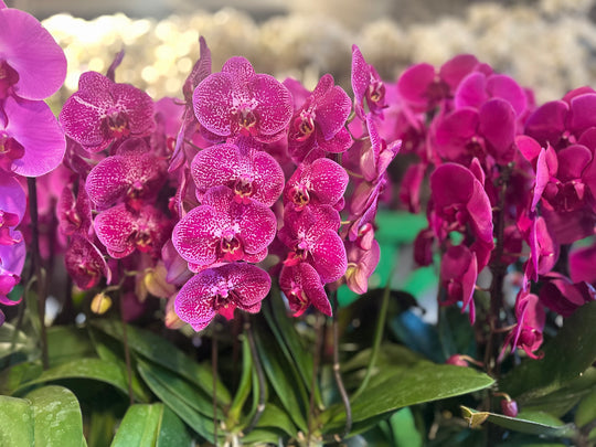 Exquisite Orchids - New!