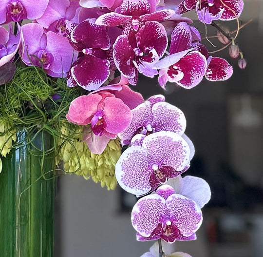 Exquisite Orchids - New!