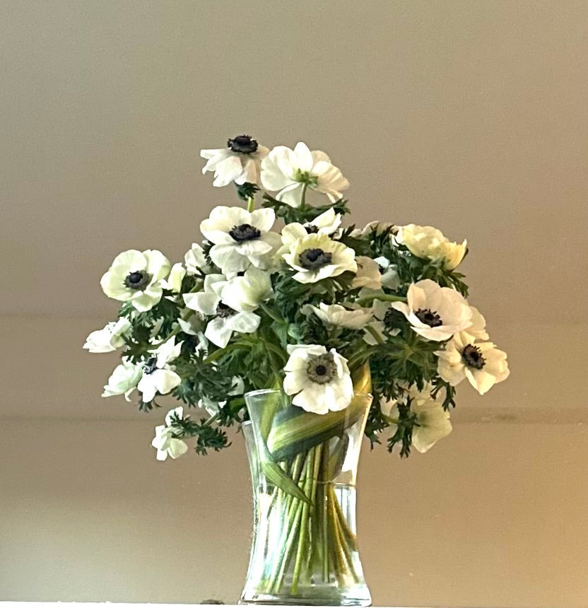 White Panda Anemones