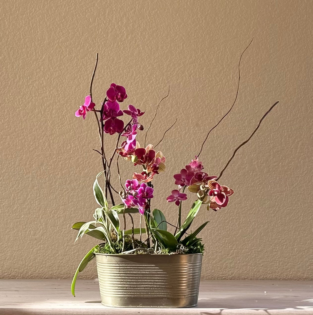 Orchid Garden