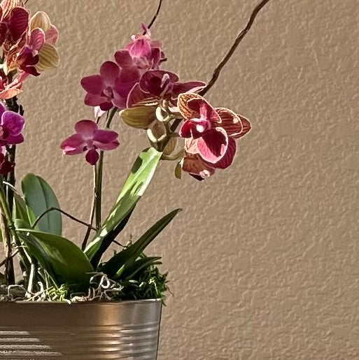 Orchid Garden