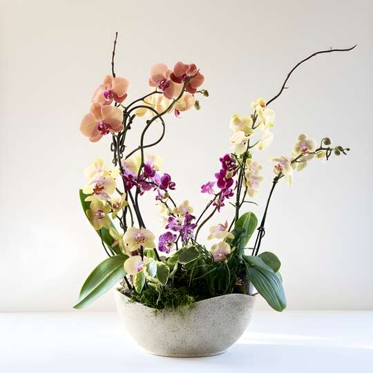 Exquisite Orchid Garden