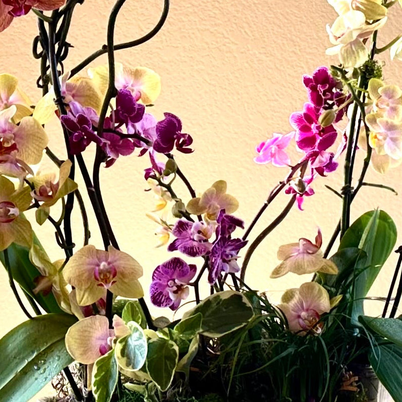 Exquisite Orchid Garden