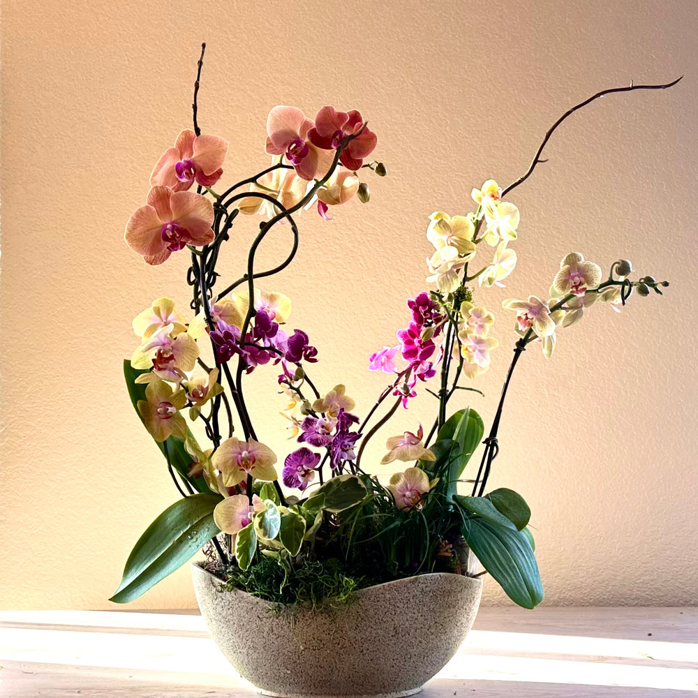 Exquisite Orchid Garden