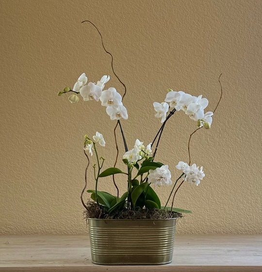 White Orchid Garden
