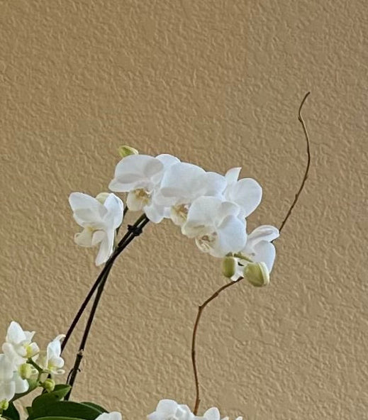 White Orchid Garden