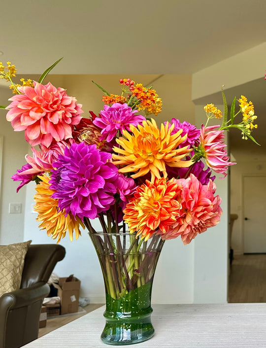 Late Summer Dahlias