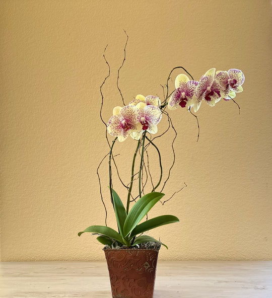 Deluxe Orchid Plant in Decorative Container