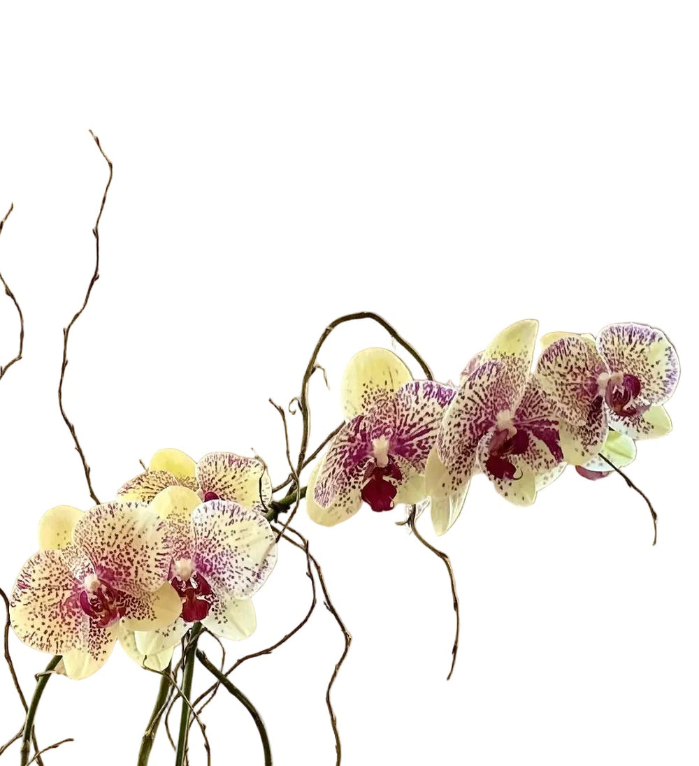 Deluxe Orchid Plant in Decorative Container