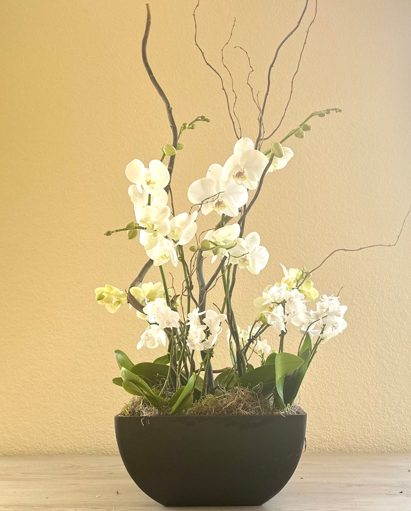 Orchid Garden Grand - White for local same day delivery