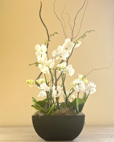 Orchid Garden Grand - White