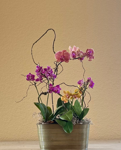 Orchid Garden in Oval Metallic Pot -for same day local delivery