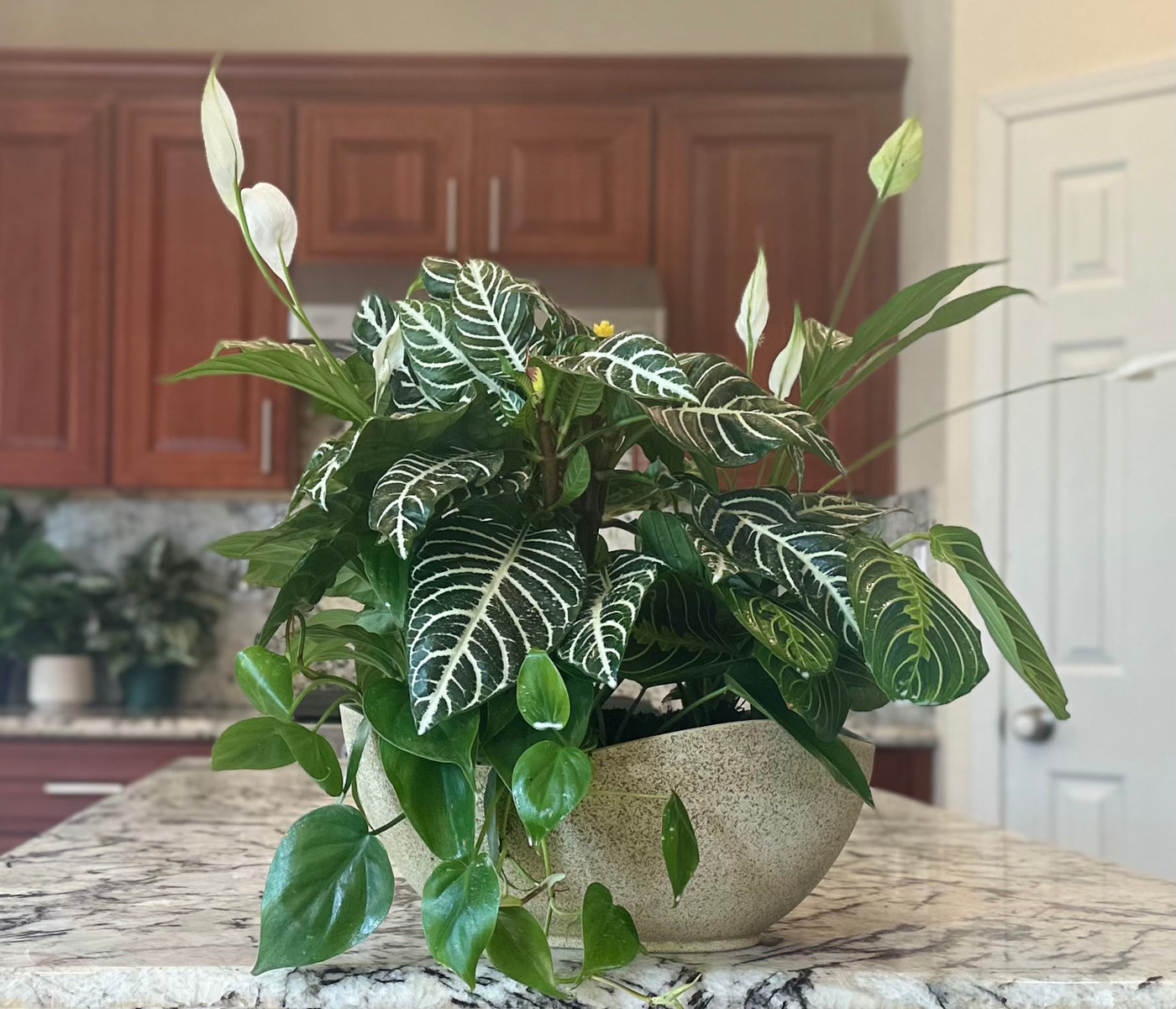 Custom blooming plant arrangement