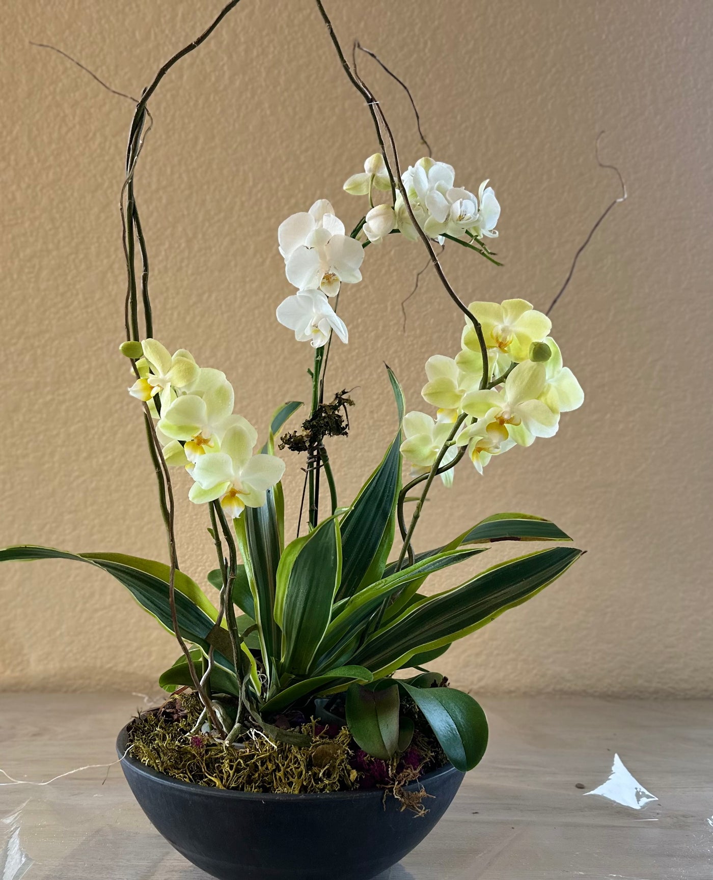 Orchid Garden in Oval Metallic Pot