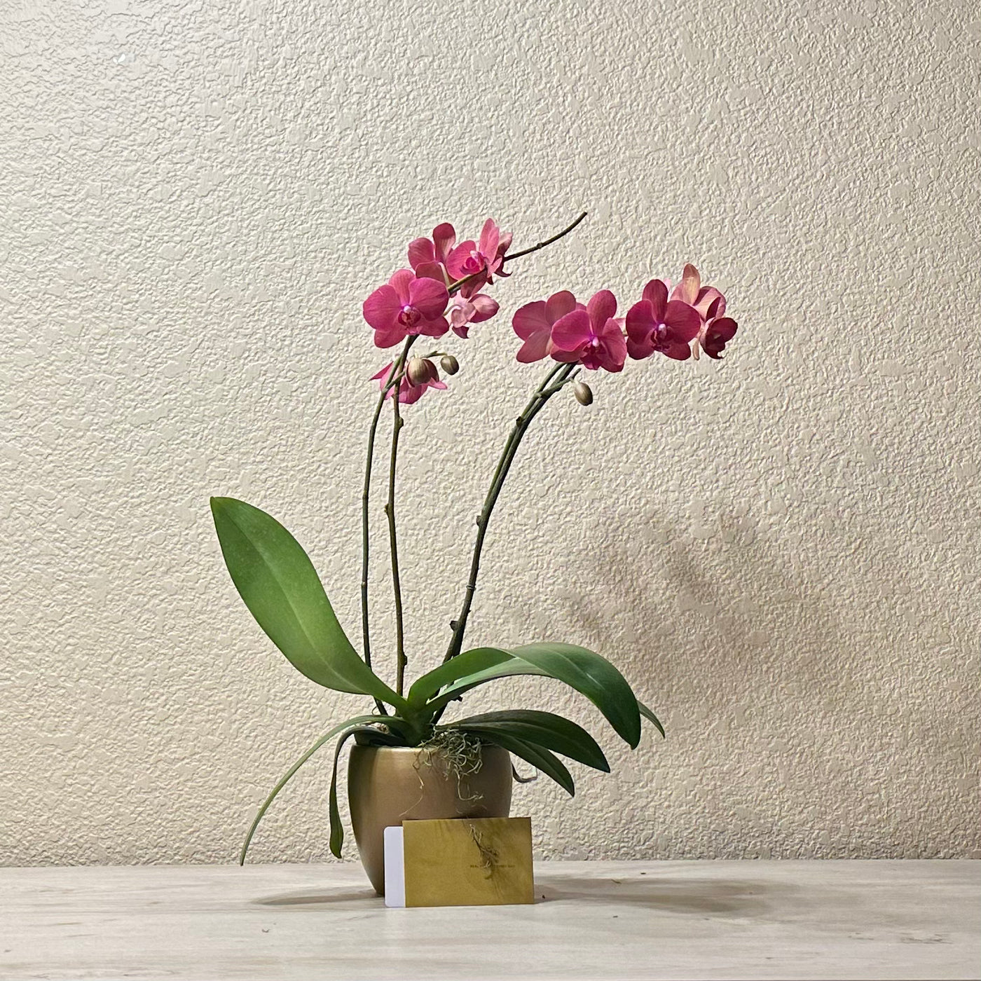 Orchid large 2-stem plant- for local same day delivery - Real Flowers Every Day 