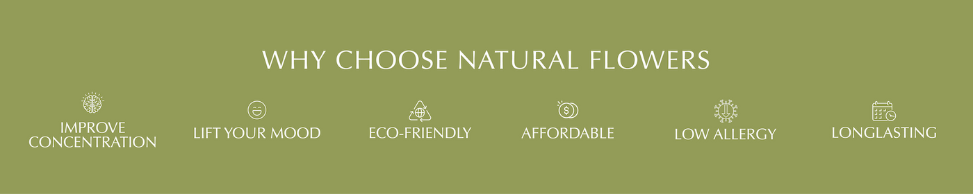 Indoor Oasis | Improve Concentration | Lift Your Mood | Eco-Friendly | Affordable | Low-Allergy | Long-Lasting