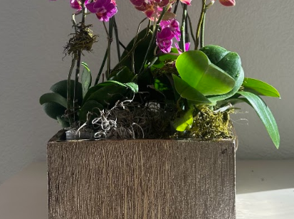 Holiday Orchid Garden