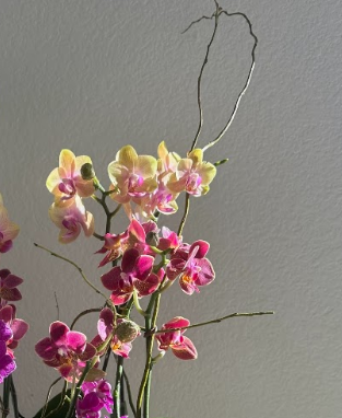 Holiday Orchid Garden