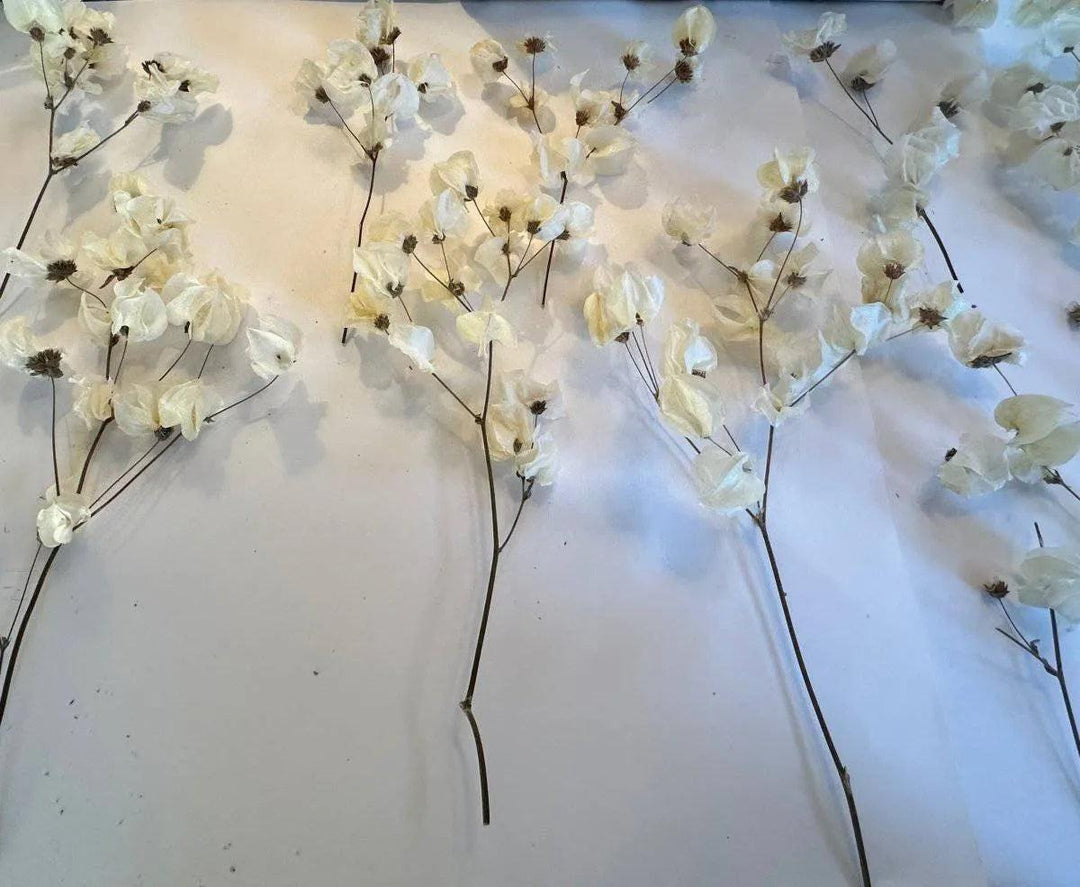 Babylon ivory dried flower arrangement in vase - Real Flowers Every Day 