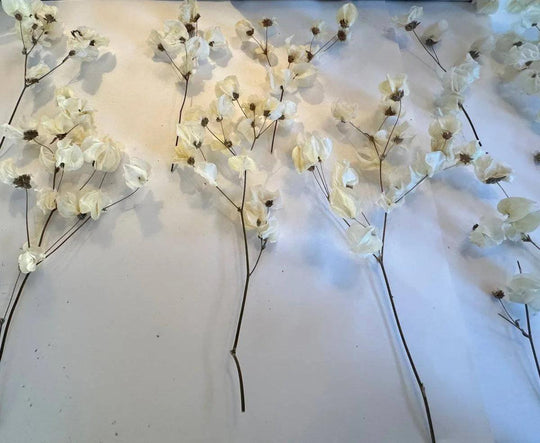 Babylon ivory dried flower arrangement in vase - Real Flowers Every Day 