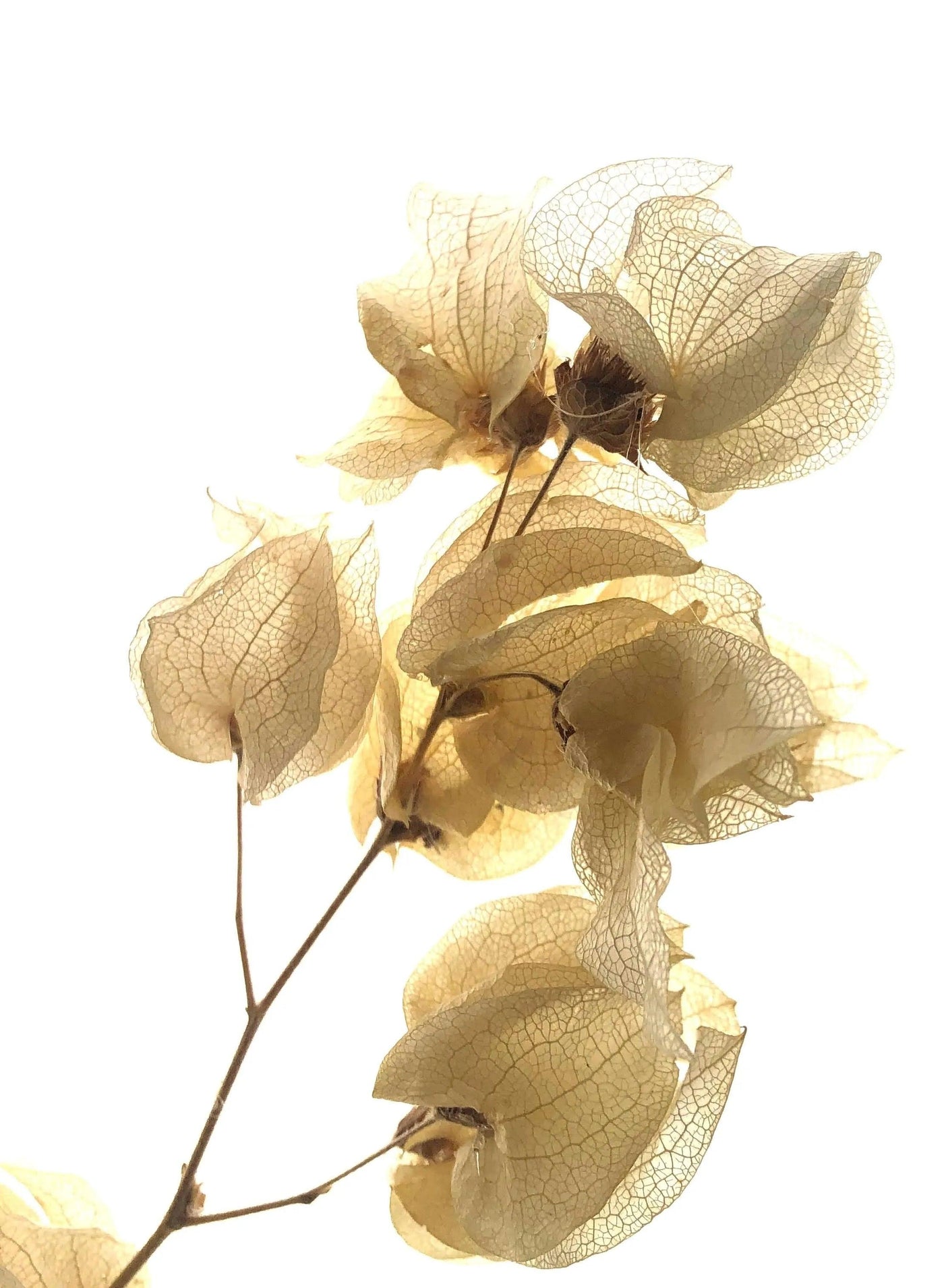 Babylon ivory dried flower arrangement in wood flower bowl - Real Flowers Every Day 