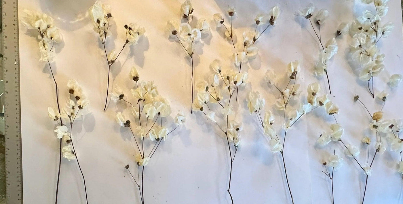 Babylon ivory dried flower arrangement in wood flower bowl - Real Flowers Every Day 