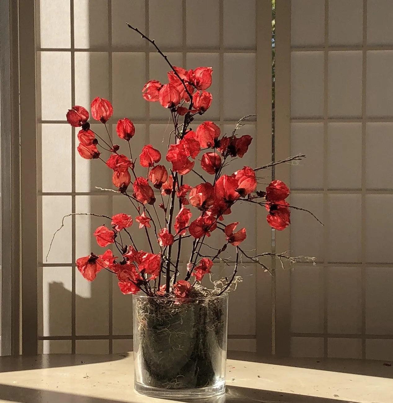 Crimson red dried flower arrangement in glass vase - Real Flowers Every Day 