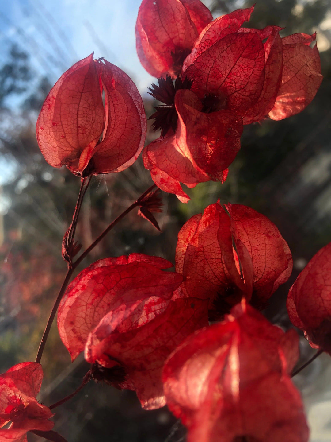 Crimson red dried flower arrangement in glass vase - Real Flowers Every Day 