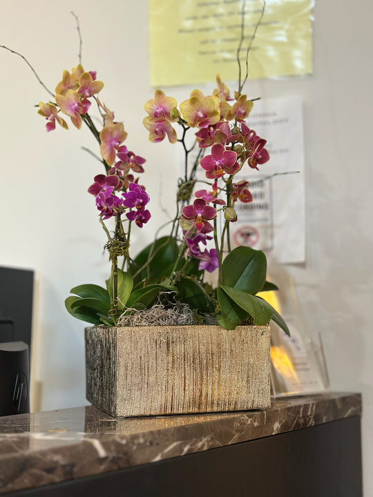 Holiday Orchid Garden