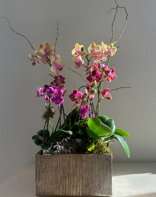 Holiday Orchid Garden