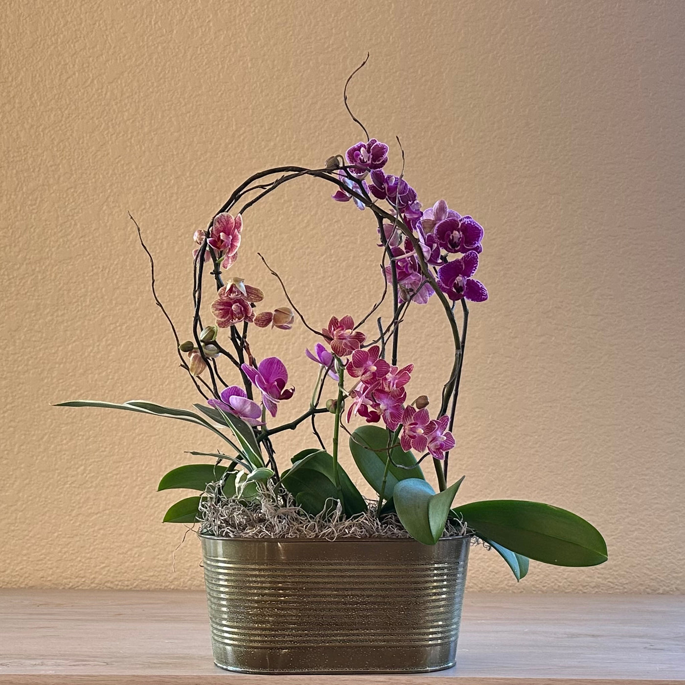 Orchid Garden in Oval Metallic Pot -for same day local delivery