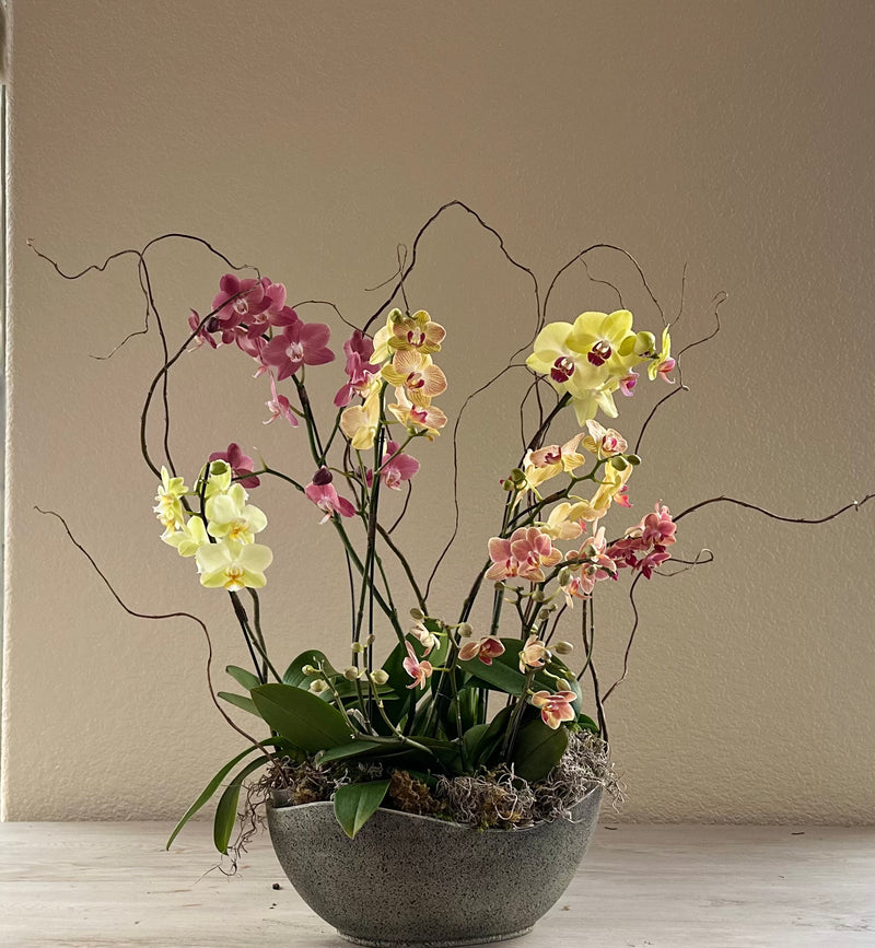 Grand Orchid Garden - Real Flowers Every Day 