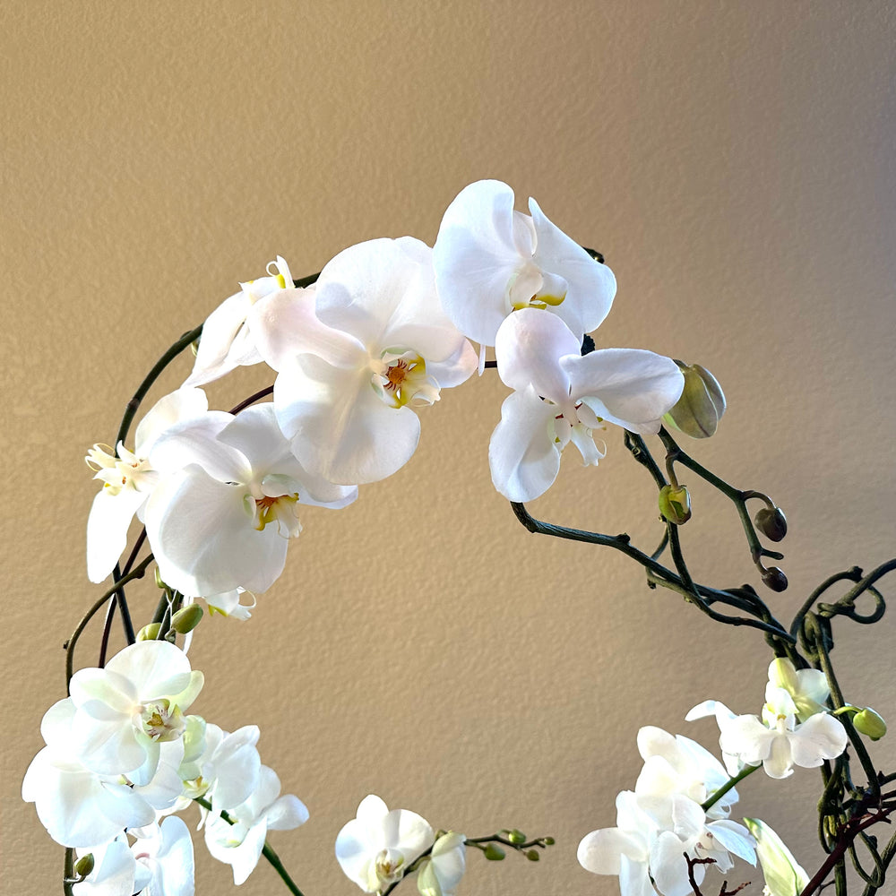 Orchid Garden Grand - White