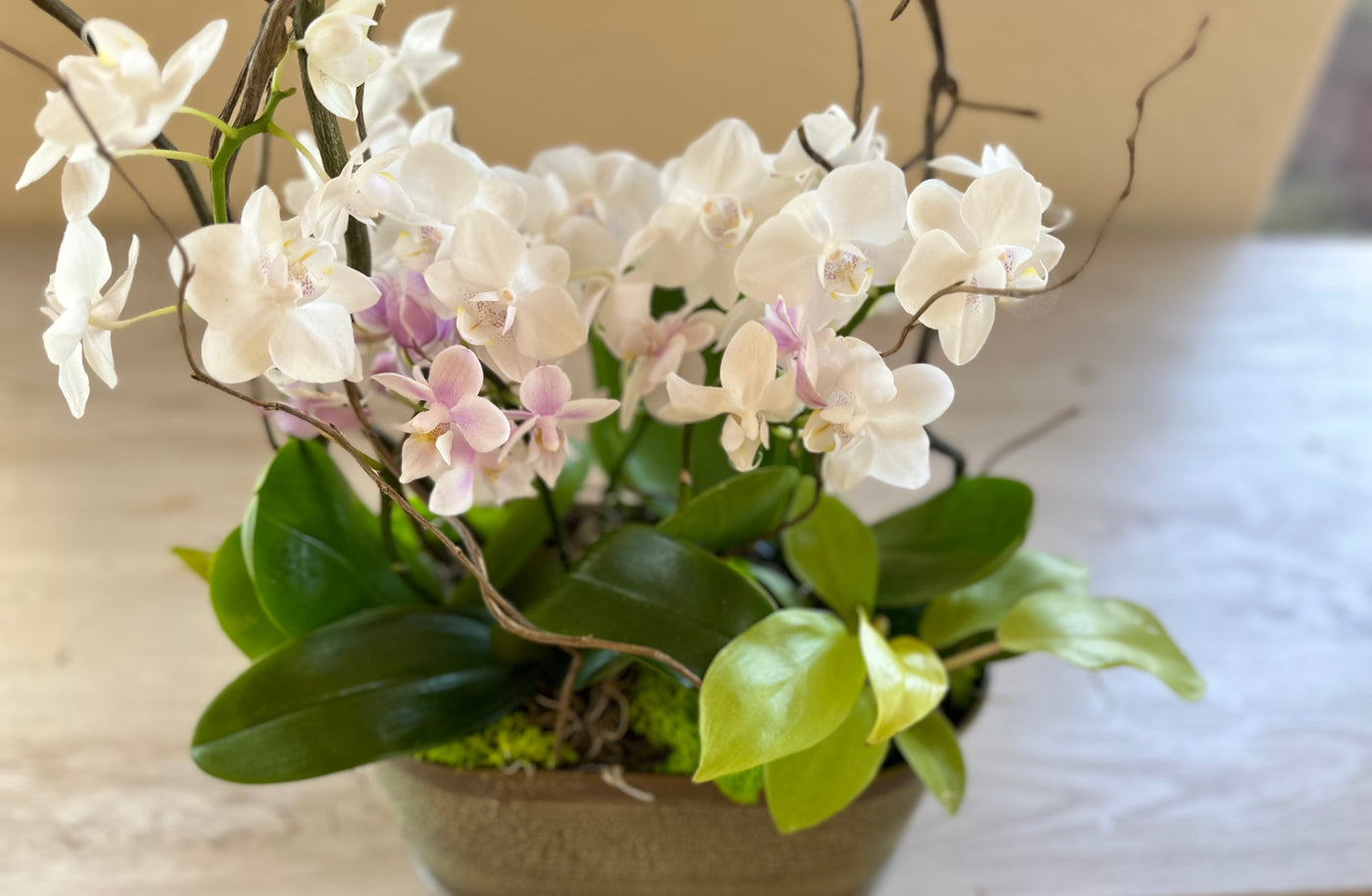 Orchid Garden in Oval Metallic Pot -for same day local delivery