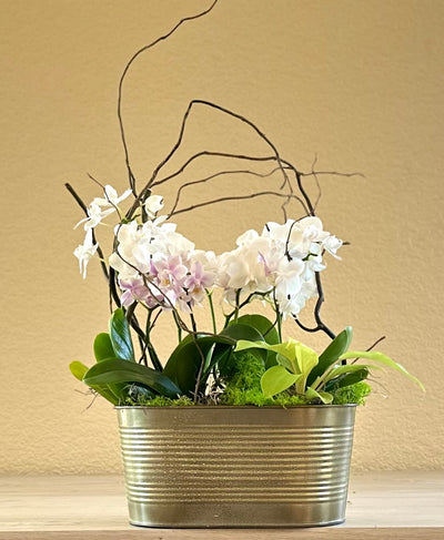 Orchid Garden in Oval Metallic Pot -for same day local delivery