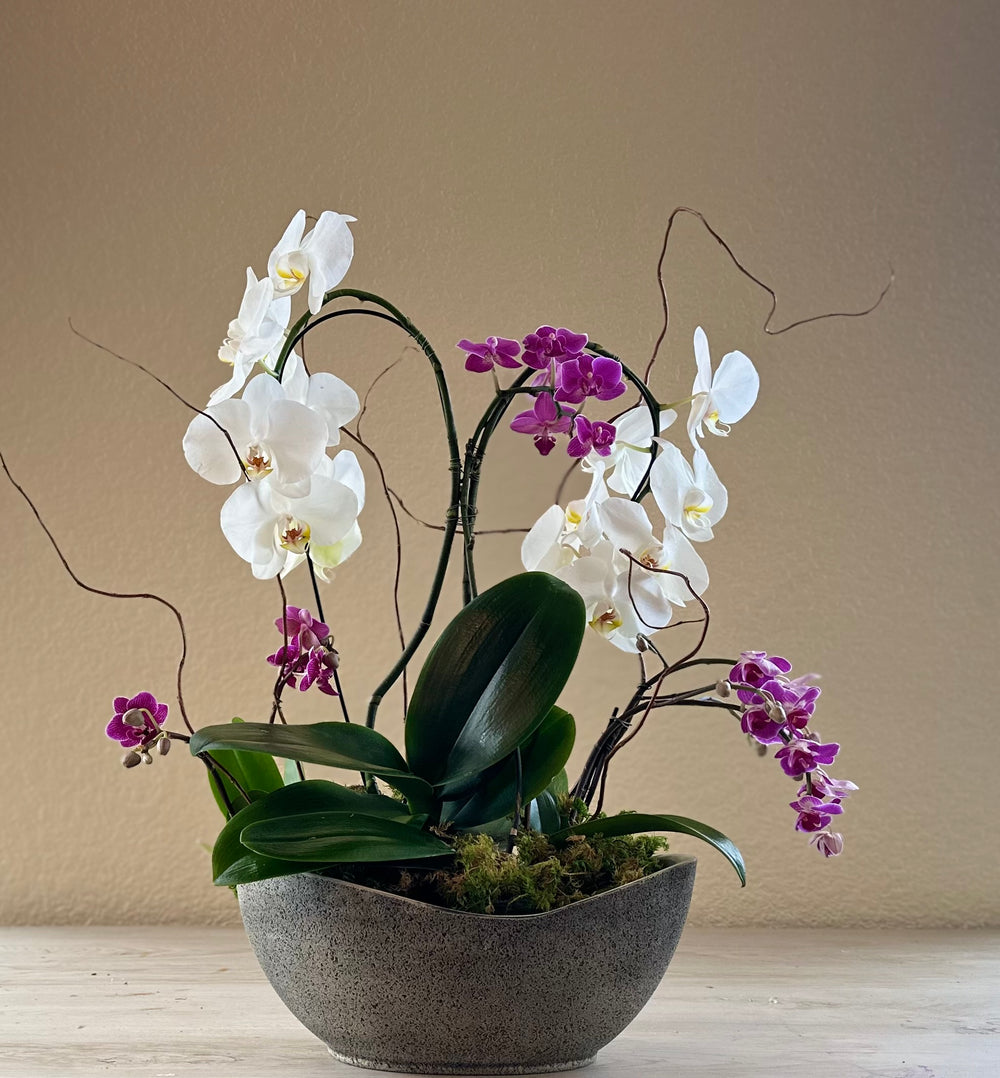 Orchid Garden Grand - Pink