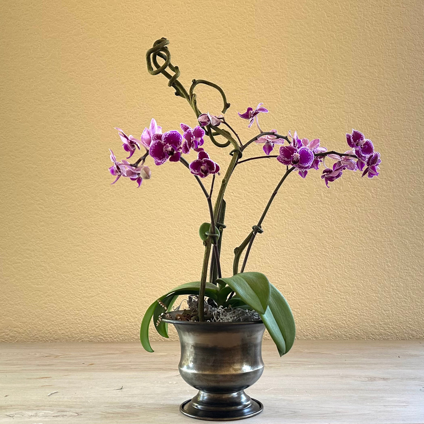 Orchid Plant Potted