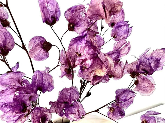 Majesty purple dried flower arrangement in ceramic vase - Real Flowers Every Day 