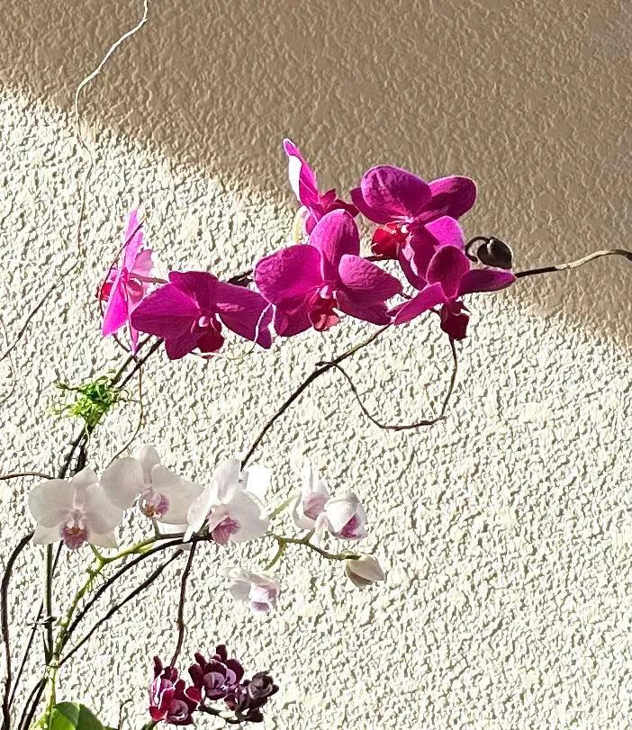 Orchid Garden Grand - Pink for same day local delivery - Real Flowers Every Day 