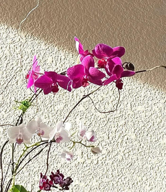 Orchid Garden Grand - Pink for same day local delivery - Real Flowers Every Day 