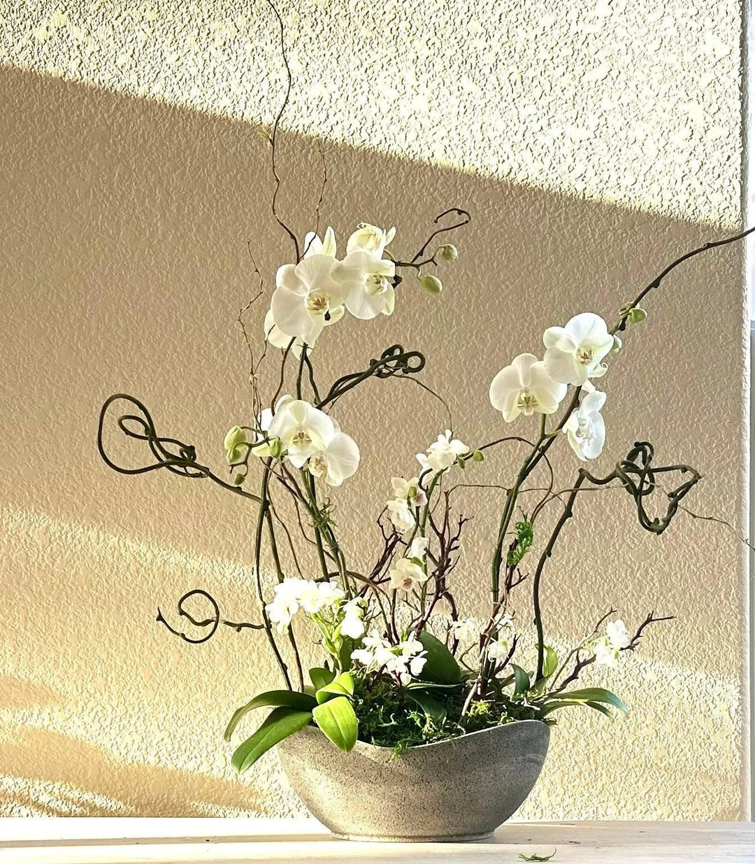 Orchid Garden Grand - White for same day local delivery - Real Flowers Every Day 