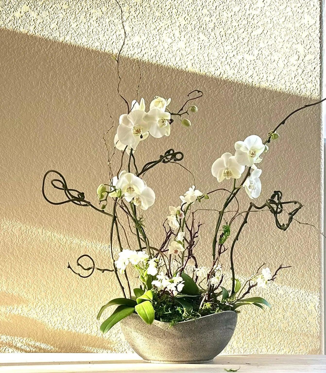 Orchid Garden Grand - White for same day local delivery - Real Flowers Every Day 