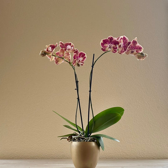 Deluxe Orchid Plant in Decorative Container