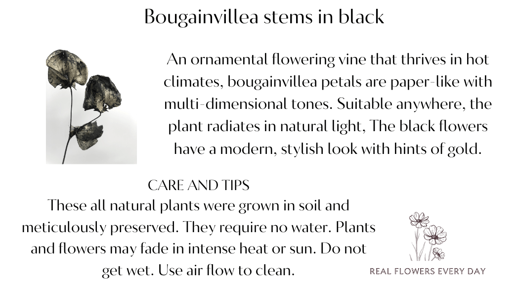 Bougainvillea Black Care Card | Real Flowers Every Day