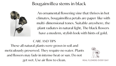 Bougainvillea Black Care Card | Real Flowers Every Day