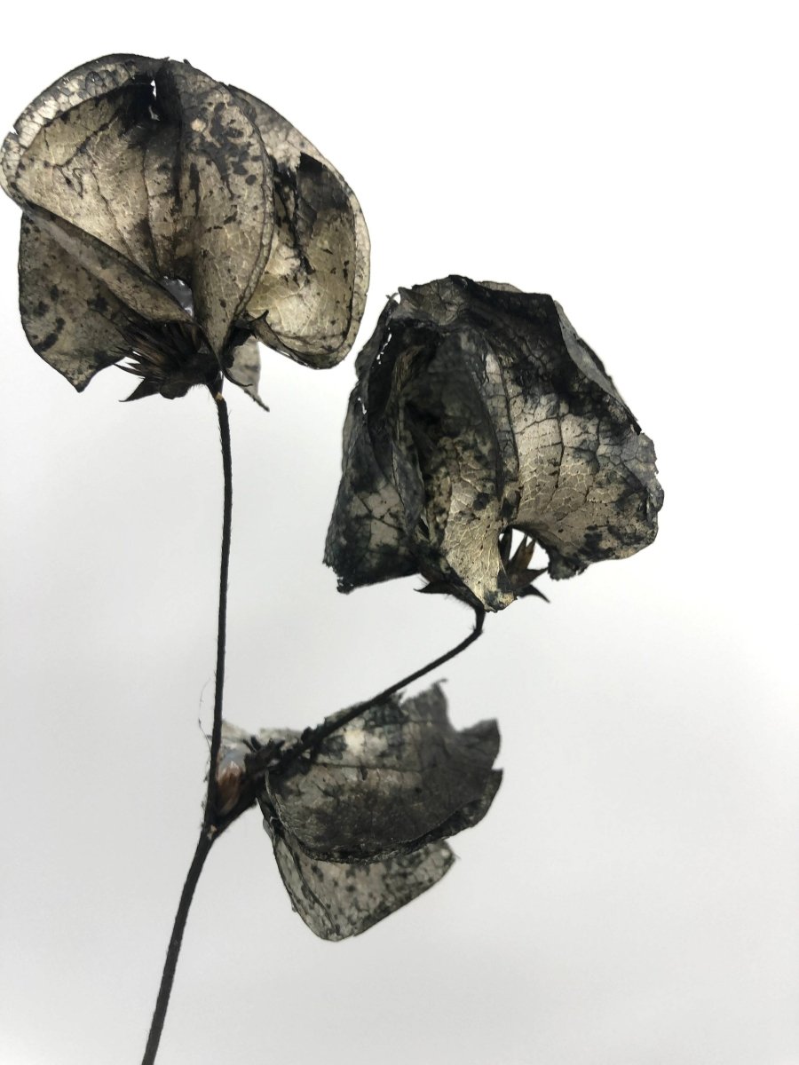 Close up of black dried bougainvillea petals showing multi-dimensional tones. From Real Flowers Every Day. 