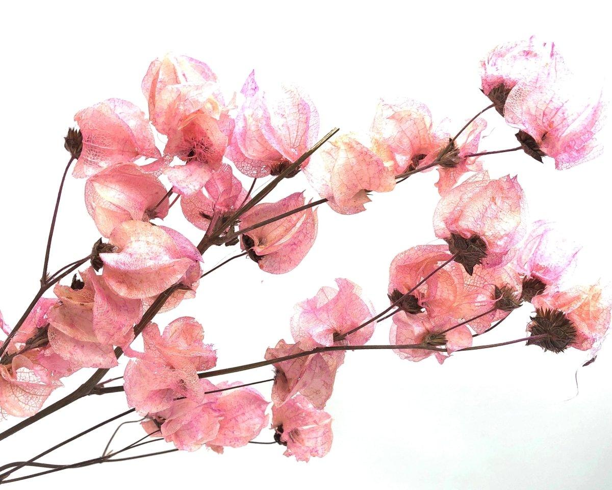 Maiden Lane dried flower arrangement - Real Flowers Every Day 